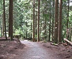 The beautiful forests of the Lynn Loop Trail in Lynn Headwaters Regional Park