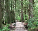 Several small bridges cross creeks as you hike your way through the forest on the Lynn Loop Trail
