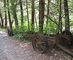 An old piece of logging equipment with trees growing through it is one of many histroical artifacts left from the logging days