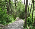 The Lynn Loop Trail returns via a wide, gravel trail that follows Lynn Creek