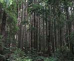 Trees stand tall in Lynn Headwaters Regional Park on the trail to Lynn Peak