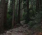 The rocky trail to Lynn Peak climbs quickly through the forest