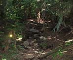 The steep trail section on the way to the top of Lynn Peak in North Vancouver
