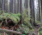 The forested trail along the Mamquam River near Squamish