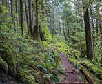 The hiking trail near Mamquam Falls in Squamish