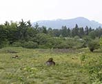 An open field area in Maplewood Flats in North Vancouver