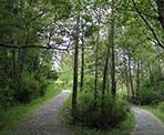 The trail up to the high viewpoint in Maplewood Flats Conservation Area in North Vancouver