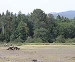 A view of the mud flats in the Maplewood Flats Conservation Area of North Vancouver