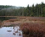 The marshy area surrounding Mike Lake in Golden Ears Provincial Park