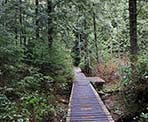 Wooden boardwalks on the short trail that wraps around Mike Lake