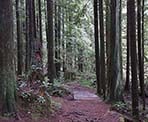 There are several small, wooden bridges through the forested trail that goes around Mike Lake
