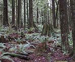 The scenic and quiet forest that surrounds Mike Lake in Golden Ears Provincial Park