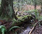 A small stream along the trail around Mike Lake in Golden Ears Provincial Park