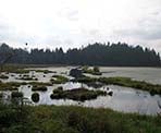The view of the marsh areas along the Mid-Marsh Trail