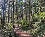 The forested trail on the way up to Moon Rock in Mission, BC
