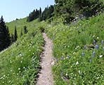 Wildflowers surround the hiking trail through the meadows to Mount Cheam in late-July