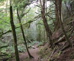 The forested section along the S & M Connector Trail near Mount Crumpit