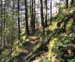 The Woodpecker Trail on Mountain Crumpit near Squamish