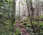 The steep trail to the top of Mount Daniel in Garden Bay Marine Provincial Park