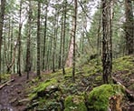The forested trail in Mount Erskine Provincial Park on Salt Spring Island
