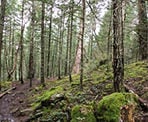 The forested trail in Mount Erskine Provincial Park on Salt Spring Island