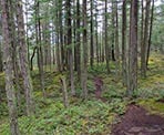 The trail meanders through the forest to the top of Mount Erskine