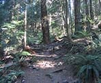 The St. Georges Trail on the way up to Mount Fromme in North Vancouver