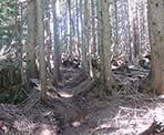 The hiking trail to Mount Fromme in North Vancouver