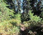 The final section of trail near the top of Mount Fromme in North Vancouver