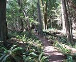 The hiking trail up the steep slope of Mount Gardner on Bowen Island