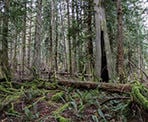 The forested trail in Mount Maxwell Provincial Park on Salt Spring Island