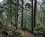 Trail 4 in Mount Maxwell Provincial Park on Salt Spring Island