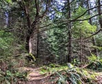 The trail from Burgoyne Bay to Mount Maxwell Provincial Park on Salt Spring Island