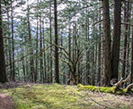 The trail in Mount Maxwell Provincial Park on Salt Spring Island