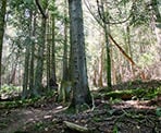 The forest along the trail to Mount Menzies