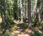 The trail through the forest to Mount Menzies