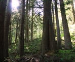 The sun shining through the green forest on Mount Thom in Chilliwack, BC