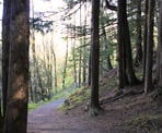 Stairs along the hiking trail up Mount Thom in Chilliwack, BC