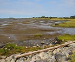 Looking for shorebirds at Mud Bay Park