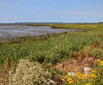 Scenery at Mud Bay Park in Surrey, BC