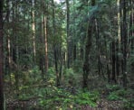 The forest in Mundy Park in Coquitlam, BC