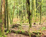 Moss covered trees in Mundy Park in Coquitlam, BC