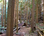 The forested section of the Murrin Loop Trail in Murrin Provincial Park
