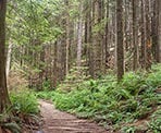 The trail to Norvan Falls in Lynn Headwaters Regional Park