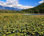 Vegetation covers parts of One Mile Lake near Pemberton, BC