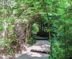 The boardwalks step through Pacific Spirit Regional Park and pass under the cover of trees