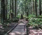 A wooden boardwalk crosses through an ecologically sensitive area in Pacific Spirit Regonal Park