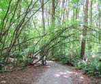 A scenic trail passes through the forest of Pacific Spirit Regional Park