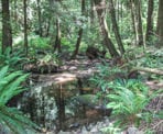 Several wetland areas through Pacific Spirit Regional Park are important for the ecology of the park