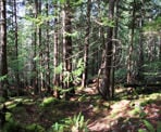 The forested trail on the steep hike up Pender Hill